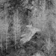 Image for article titled 27 Photos Of Barenaked Trees